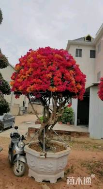 高度220厘米三角梅