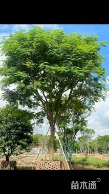 35公分凤凰木