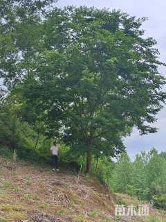 25公分朴树
