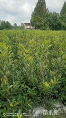 高度1450厘米法国冬青