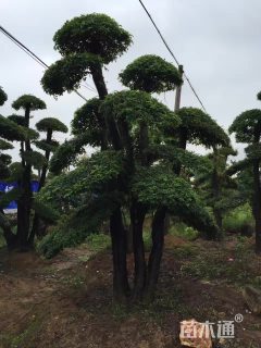 15公分对节白蜡