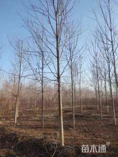 12公分美国红枫