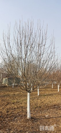 15公分北美海棠