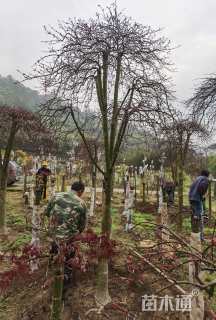 高度250厘米羽毛枫