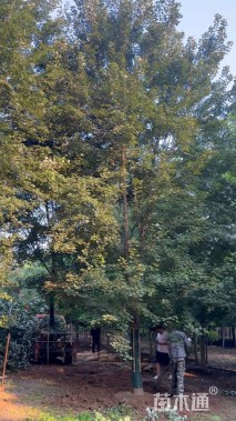 18公分美国红枫