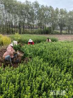 高度40厘米卫矛