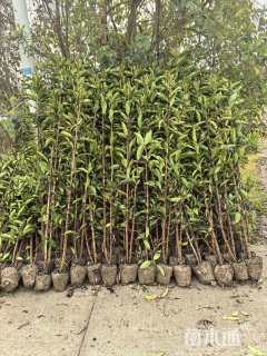 高度150厘米法国冬青