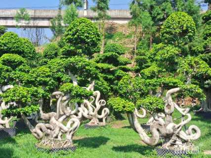 高度270厘米金钱榕