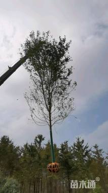 10公分美国红枫-红冠