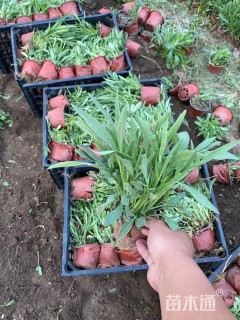 高度15厘米剑叶金鸡菊