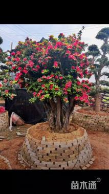 高度100厘米杜鹃