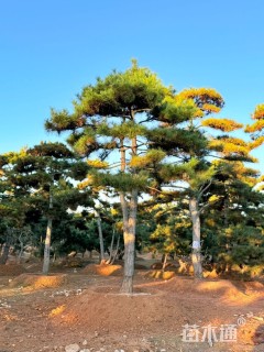 26公分造型油松