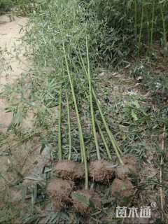 地栽苗青皮竹