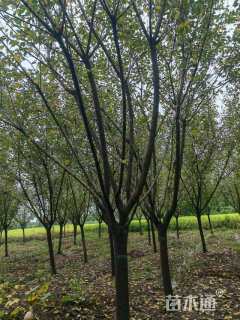 15公分日本晚樱