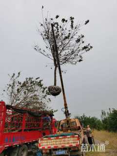 15公分高杆染井吉野樱