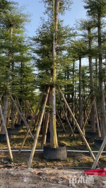 12公分细叶榄仁