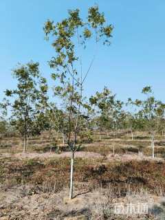 12公分薄壳山核桃