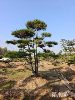 22公分造型黑松