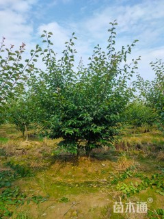 30公分丛生红梅