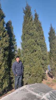 高度600厘米圆柏