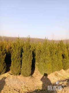 高度350厘米塔柏