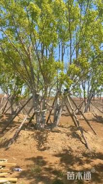 高度800厘米丛生元宝枫