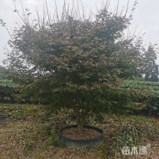 高度220厘米丛生红枫