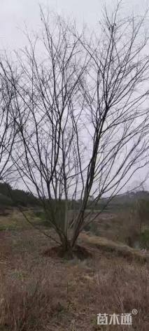 20公分(4杆)丛生朴树