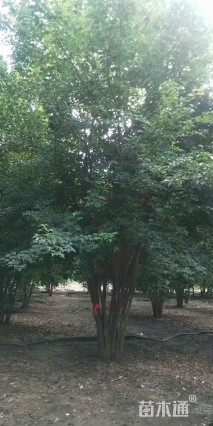 高度700厘米丛生三角枫