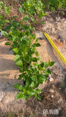 高度40厘米大红花