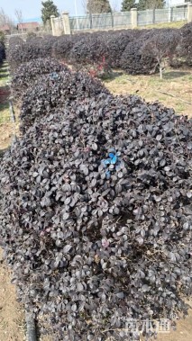 冠幅100厘米红花继木球