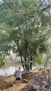 90公分(5杆)丛生乌桕