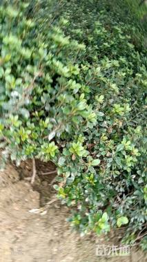 高度20厘米金叶女贞