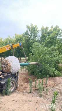 12公分金叶复叶槭