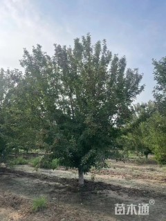 16公分绚丽海棠