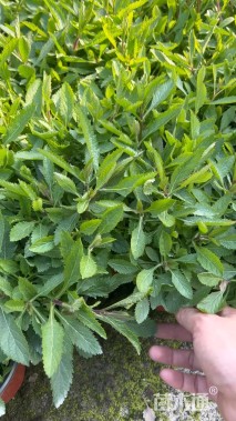 高度10厘米马鞭草