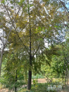 17公分嫁接银杏