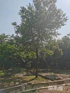 15公分朴树