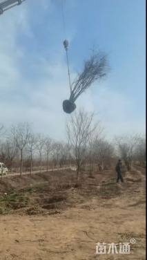 30公分(4杆)丛生朴树