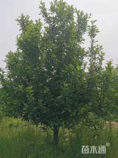 17公分八棱海棠