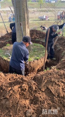 45公分嫁接银杏