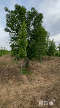 高度500厘米丛生美国红枫