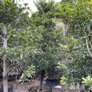 15公分造型赤楠