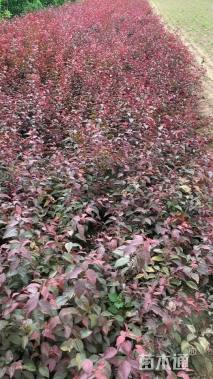 高度70厘米红叶李小苗