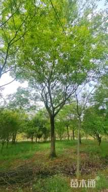 15公分朴树