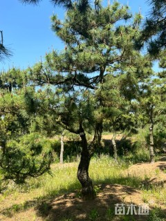 28公分造型黑松