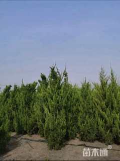 高度450厘米龙柏