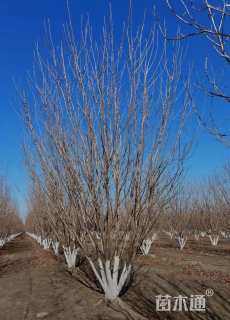 高度500厘米丛生白蜡