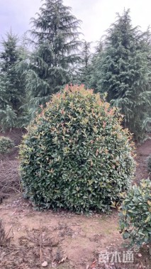 冠幅200厘米红叶石楠球