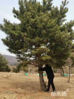 高度450厘米黑松